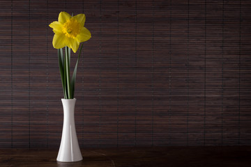 Minimalist composition with daffodil flower in vase