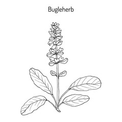 Bugleweed Ajuga reptans , or blue bugle, bugleherb, carpetweed