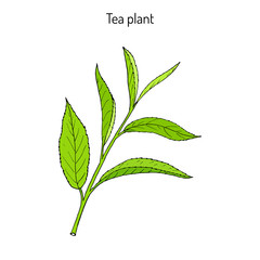 Tea plant Camellia sinensis 