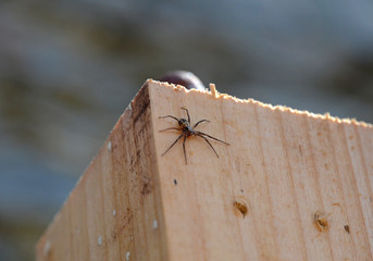 small spider crawling on a wooden block