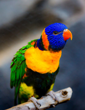Parrot closeup