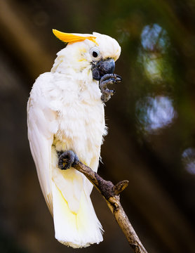 Parrot closeup