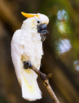 Parrot closeup