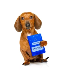Papier Peint photo Chien fou dog with european pet  passport