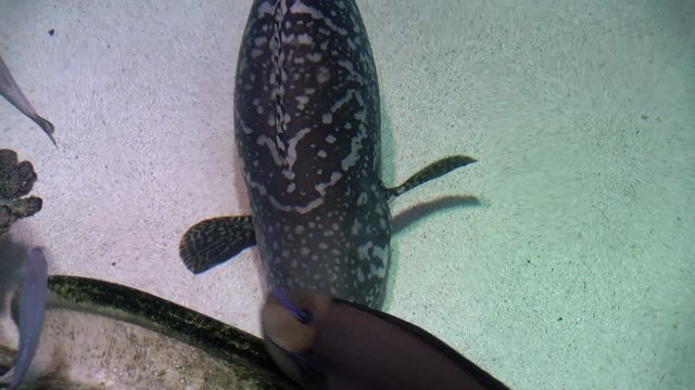 Aquarium Grouper Halibut Overhead Shot