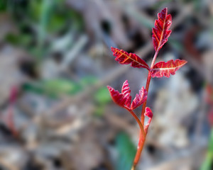 Leaves of three, let them be. Poison oak leaves in the early spring, showing three leaves and intense read color