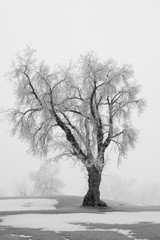 Isolated winter tree covered in frost on a foggy day