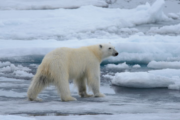 Fototapeta na wymiar Polar bear on the ice