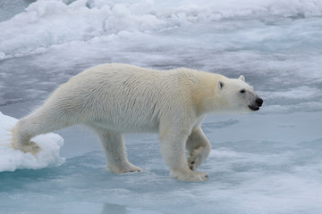 Naklejka na ściany i meble Polar bear on the ice