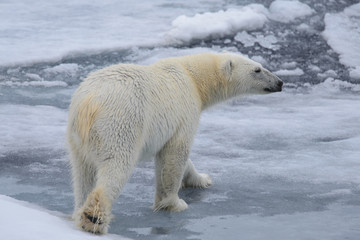 Fototapeta na wymiar Polar bear on the ice