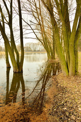 Brzeg jeziora z drzewami i wysoka wodą wiosną. © W Korczewski