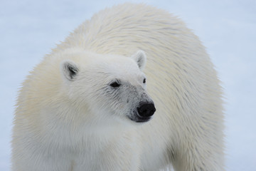Fototapeta premium Polar bear on the ice