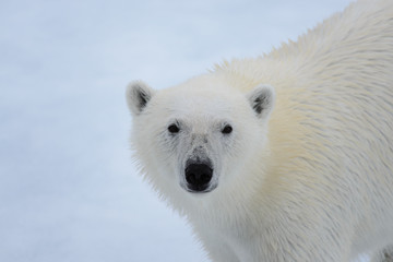 Obraz na płótnie Canvas Polar bear on the ice