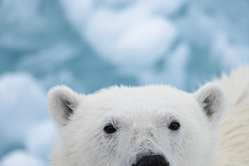 Ours polaire sur la glace