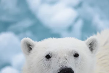 Afwasbaar Fotobehang Ijsbeer Polar bear on the ice
