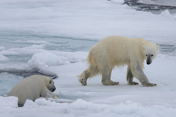 Two polar bears playing together on the ice