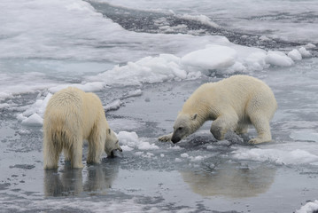 Two polar bears playing together on the ice