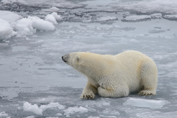 Obraz na płótnie Canvas Polar bear swiming in the water