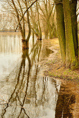 Brzeg jeziora z drzewami i wysoka wodą wiosną.