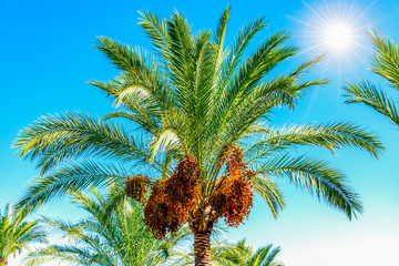 Eine Palme mit Sonnenschein