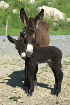Poitou Esel mit Jungem