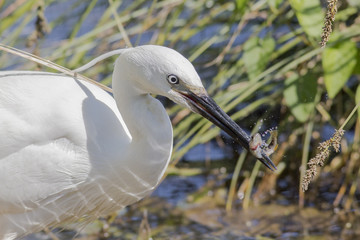 egret and fish