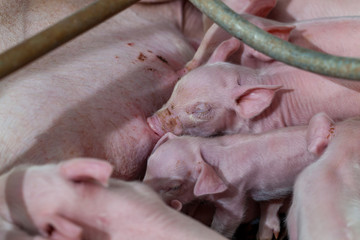 Newborn piglet Are suckling from mother pig