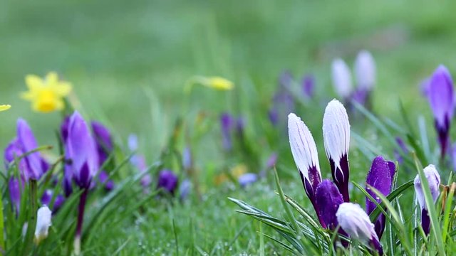Colourful Spring Flowers Among Green Grass