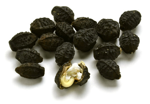 Mirabilis jalapa Dondiego de noche Donpedros  Periquito Maravilla del Per&uacute; Marvel of Peru Clavellina Bella di notte Ночная красавица 紫茉莉 شب الليل  Wunderblume Nocenka zahradn&iacute; Dziwaczek   