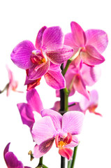 Pink flowers Orchid on a white background