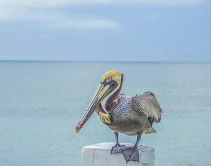 PELICANS FEEDING OCEAN 