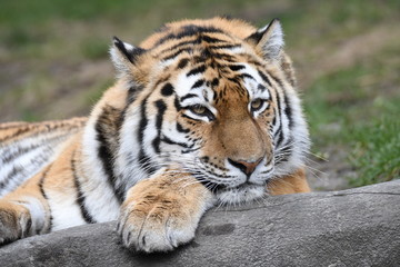 Fototapeta na wymiar The Tiger