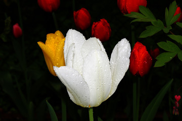 Tulpe Regen