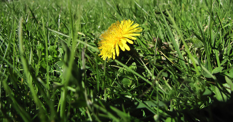 L&ouml;wenzahn Wiese gr&uuml;n