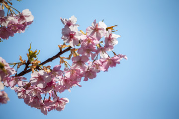Kawazu cherry tree