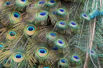 Fototapeta premium Image of a peacock feathers. wild animals.