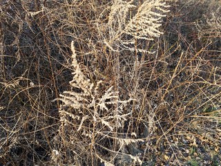 Background of fall plants