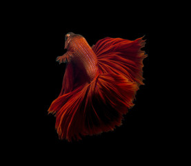 fighting fish isolated on black background