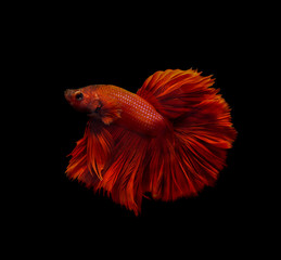 fighting fish isolated on black background