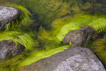 Algae polluted water