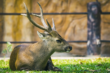 Image of a deer on nature background. wild animals.