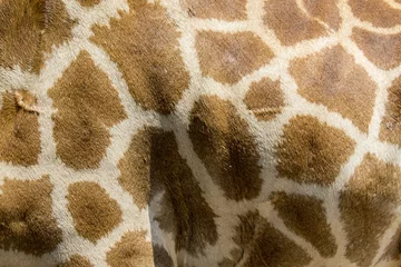 Crédence de cuisine en verre imprimé Girafe Genuine leather skin of giraffe with light and dark brown spots.