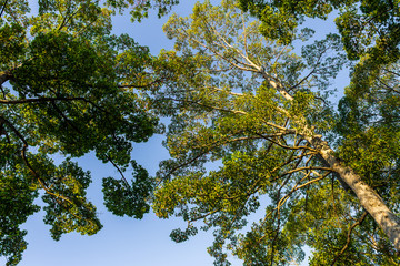 Obraz premium The form of tree