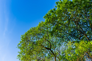 Fototapeta premium The form of tree