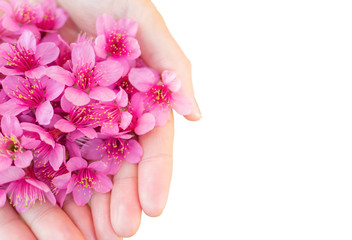 Obraz na płótnie Canvas Close up image of pink Wild Himalayan Cherry flowers (Sakura of Thailand) on woman hands isolate on white background, Copy Space, Clipping Path, Selective Focu