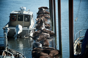 Sea lions on a dock - 141191856