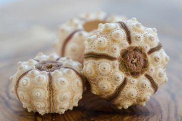 Sea urchin shells on a table - 141191864