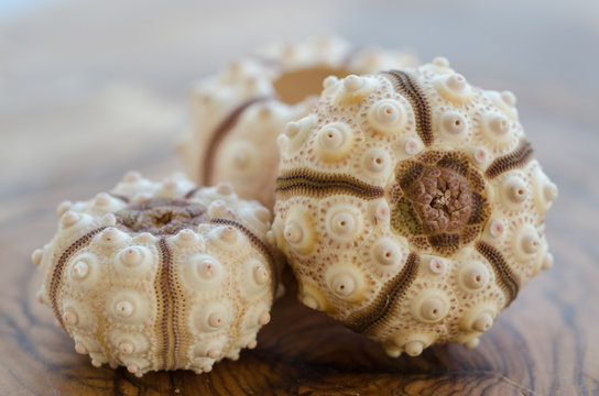 Sea urchin shells on a table