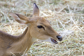 Image of a deer relax on nature background. wild animals.