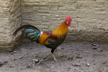 Image of a cock on nature background. Farm Animals.